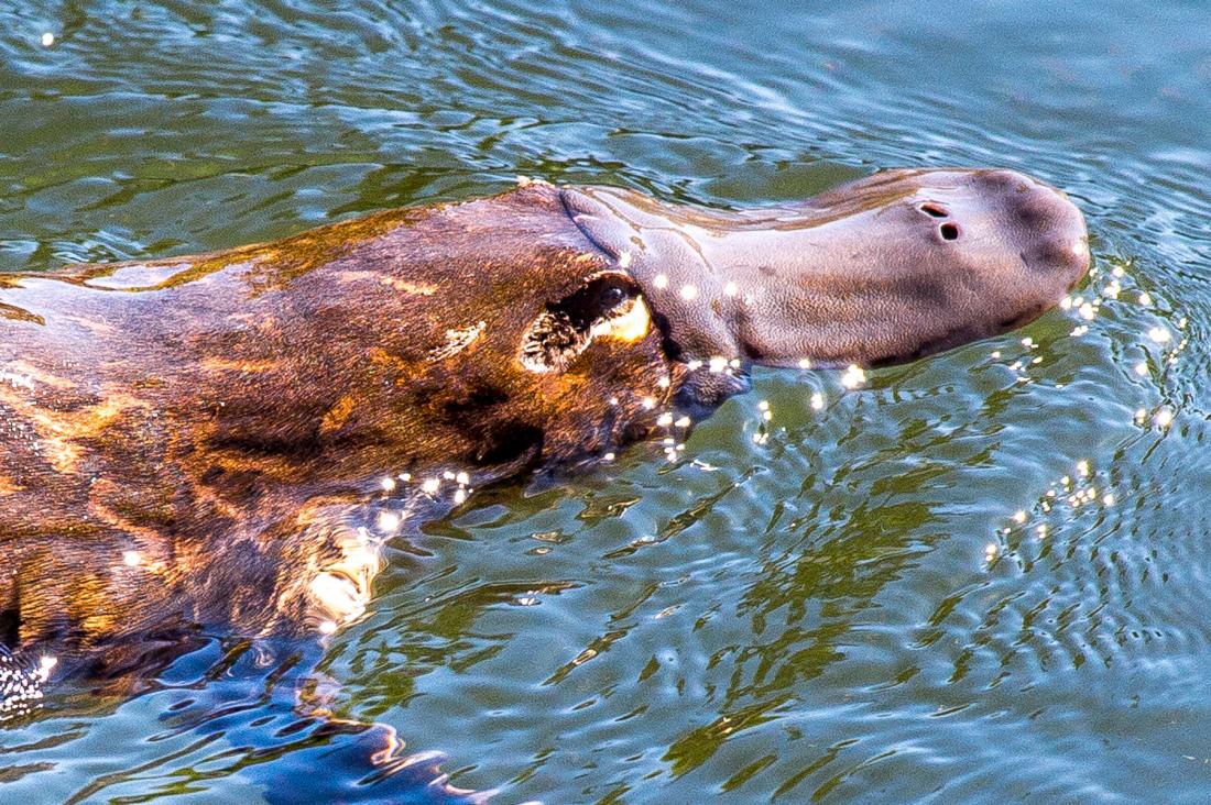 Sữa Platypus (thú mỏ vịt) có thể ngăn ngừa nhiễm trùng chết người?